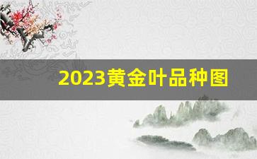 2023黄金叶品种图片及价格-黄金叶细支2024价目表大全图