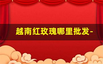 越南红玫瑰哪里批发-阳光玫瑰在越南批发多少钱